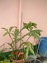 DSCF0066( 開花後 )